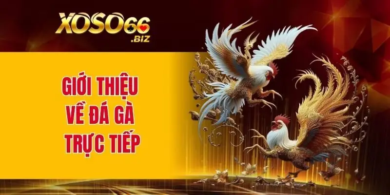 Giới thiệu về đá gà trực tiếp