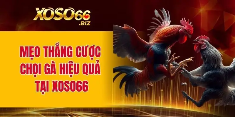 Mẹo thắng cược chọi gà hiệu quả tại XOSO66